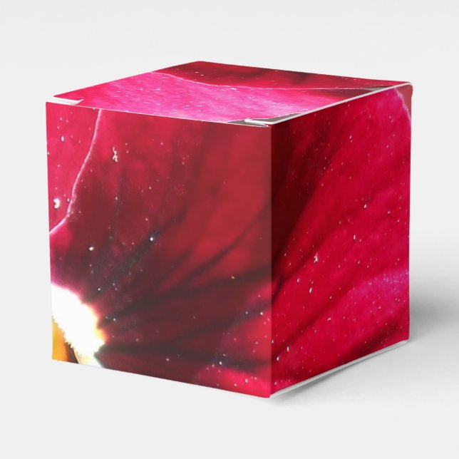 Ballotins Lucrezia (Verso)