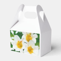 Lys blancs - Lilium candidum