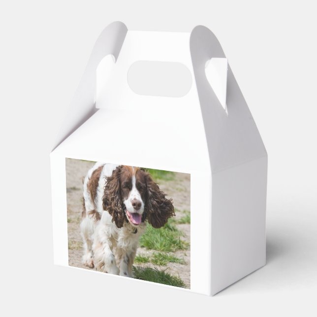Ballotins marche english springer spaniel.png (Verso)