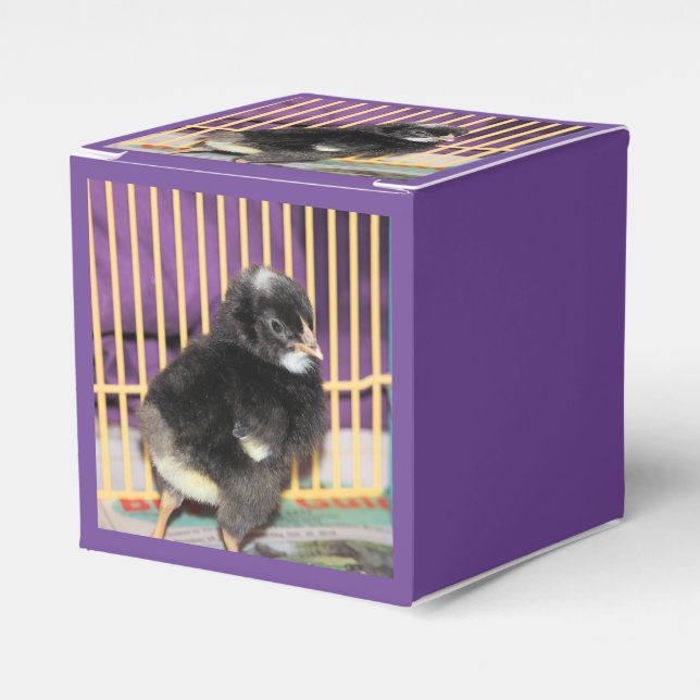 Ballotins Pep (Verso)