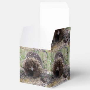 Ballotins Photo native Australian Wild Echidna