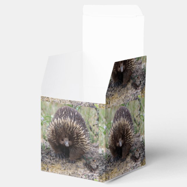 Ballotins Photo native Australian Wild Echidna (Ouvert)
