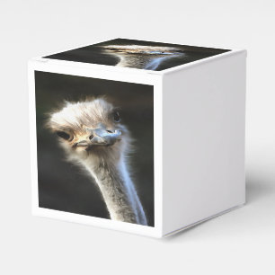 Ballotins Portrait Artistique Ostrich Avec Expression Goofy