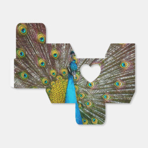 Ballotins Regal Peacock Bird avec plumage sur écran