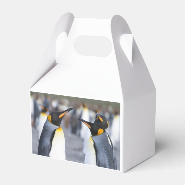 Ballotins Roi Pingouin (Arrière)
