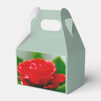 Ballotins Rose rouge de passion couverte de gouttes de rosée