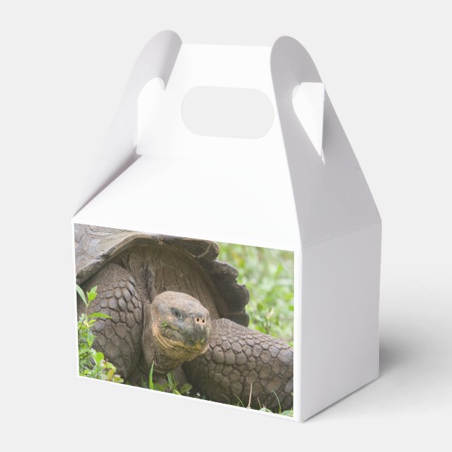 Ballotins Tortue géante (Arrière)