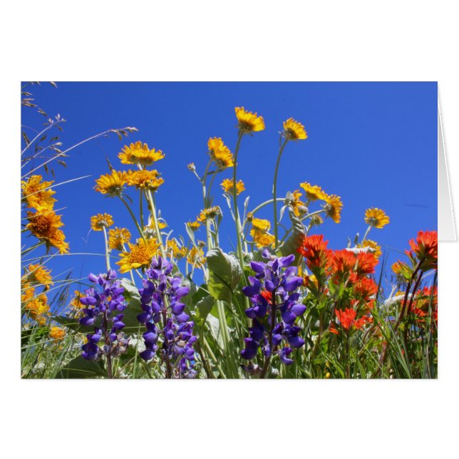 Balsamroot, de loup et pinceau (Devant horizontal)