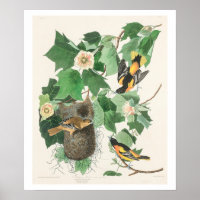Baltimore Oriole par Audubon Poster