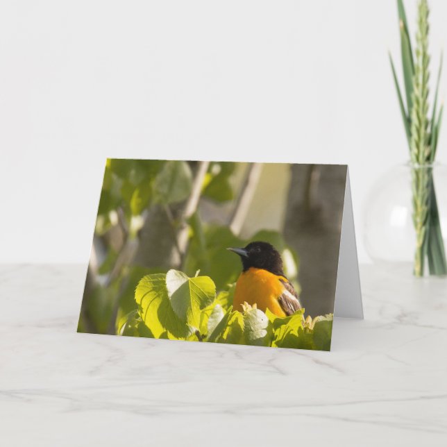 Baltimore Oriole sur une carte de note de branche  (Devant)