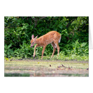Bambi par l'eau