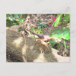 Bambiraptor - Dinosaur - Carte d'apprentissage