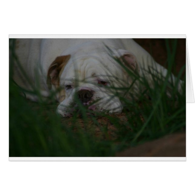 Bammer (Devant horizontal)