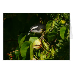 Bananaquit Bird Mange Photographie tropicale