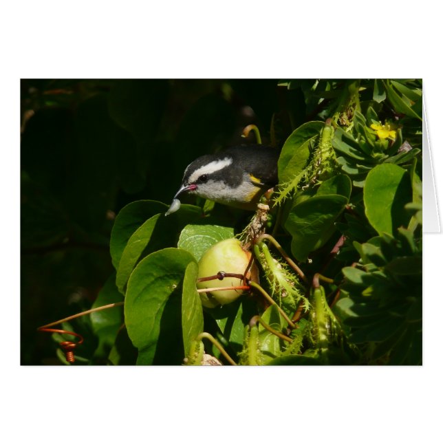 Bananaquit Bird Mange Photographie tropicale (Devant horizontal)