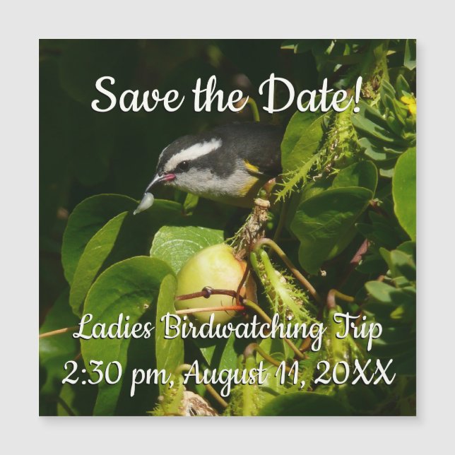 Bananaquit Bird Mange Photographie tropicale (Devant)