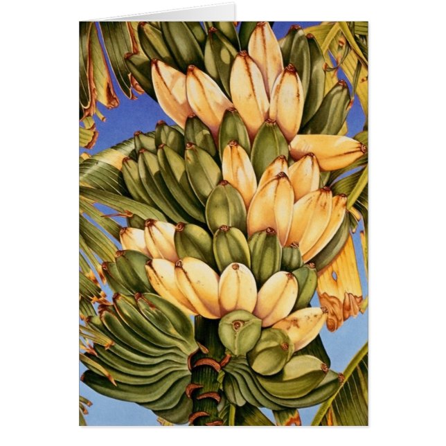 Bananes-figues (Devant)