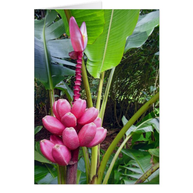 Bananes roses hawaïennes (Devant)