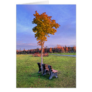 Banc de parc - Carte d'art de 5 po x 7 po