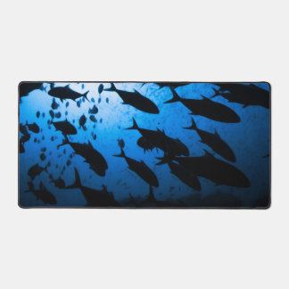 Banc de poissons en plongée