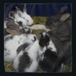 Bandana Bébé lapins<br><div class="desc">Deux de mes lapins secourus avaient des bébés à des jours d'intervalle. Voici tous les bébés ensemble une fois qu'ils se sont éloignés de leurs mamans.</div>