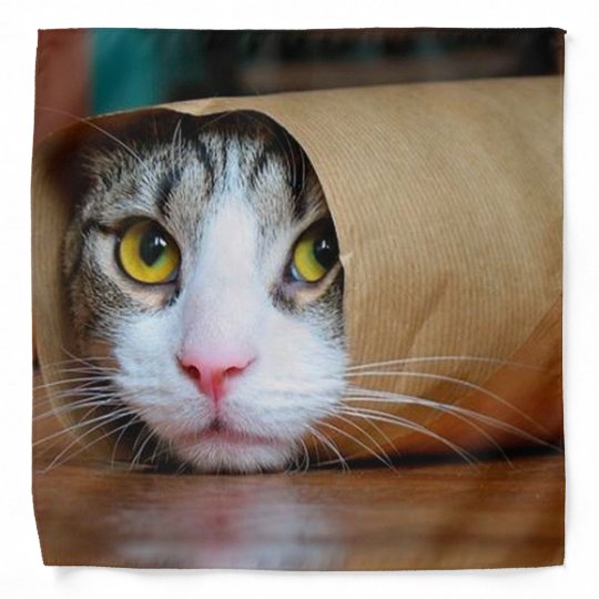 Bandana Papier Chat Droles De Chats Meme De Chat Cha Zazzle Fr Bandana Papier Chat Droles De Chats Meme De Chat Cha Zazzle Fr