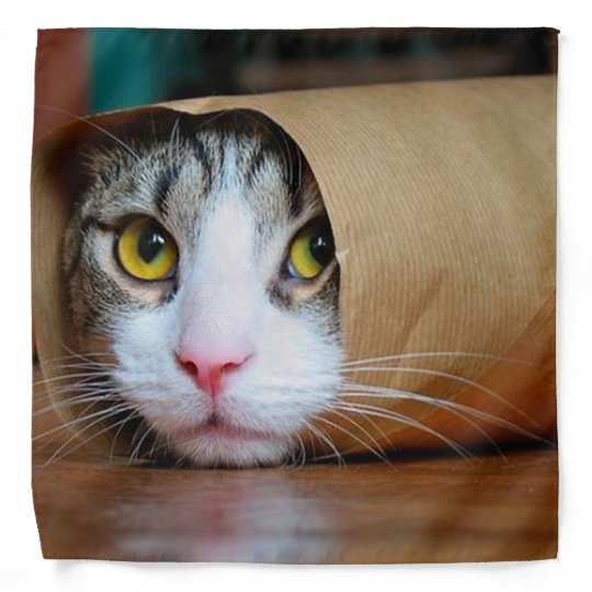 Bandana Papier Chat Droles De Chats Meme De Chat Cha Zazzle Fr