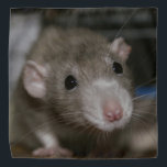 Bandana Rat curieux<br><div class="desc">Ce rat adorable s'appelle Sky. C'est un rat fantaisiste aux oeillères et c'est une belle couleur appelée colombe russe.</div>