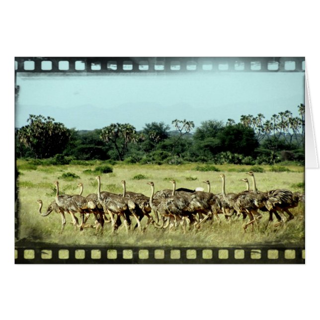 Bande de film Samburu Ostriches (Devant horizontal)