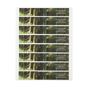 Bande Pour Adresse De Retour Les séquoias et les fougères du parc national Redw