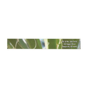 Bande Pour Adresse De Retour Photographie de la nature verte Feuille du Yucca