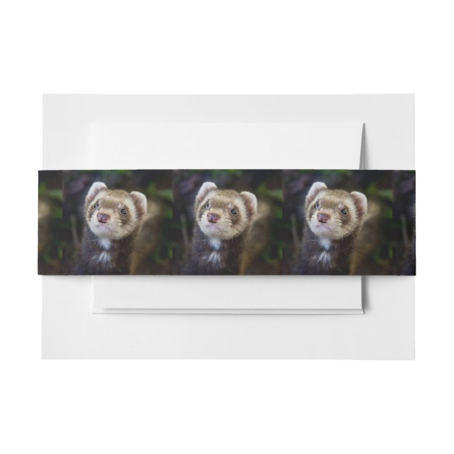 Bandeau De Faire-part Ferret (Devant Example)