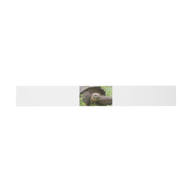 Bandeau De Faire-part Giant turtle (Plat)