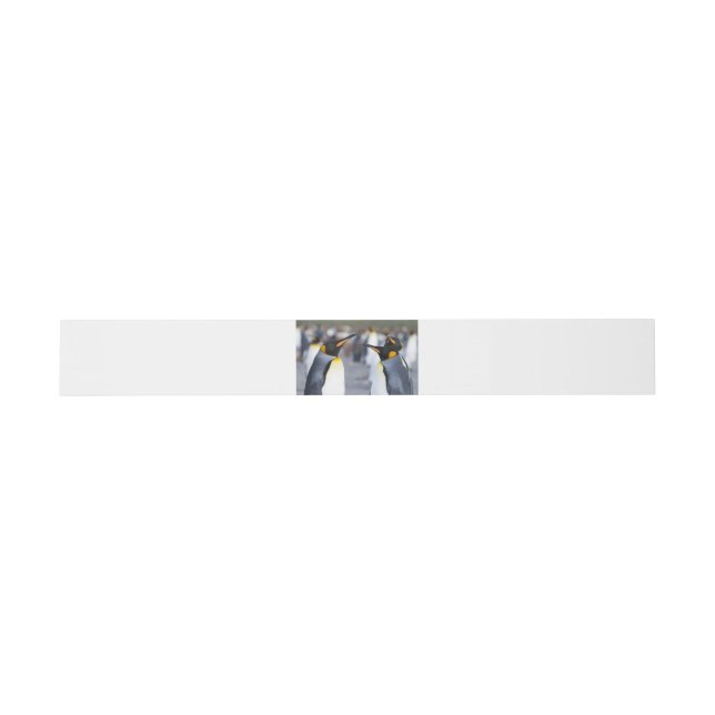 Bandeau De Faire-part Roi Pingouin (Plat)