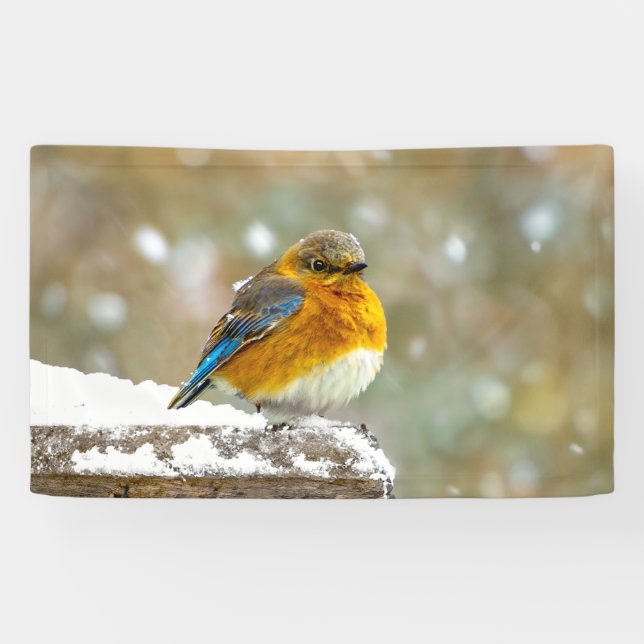 Banderoles Bleuet de l'Est en neige - Photo originale (Horizontal)