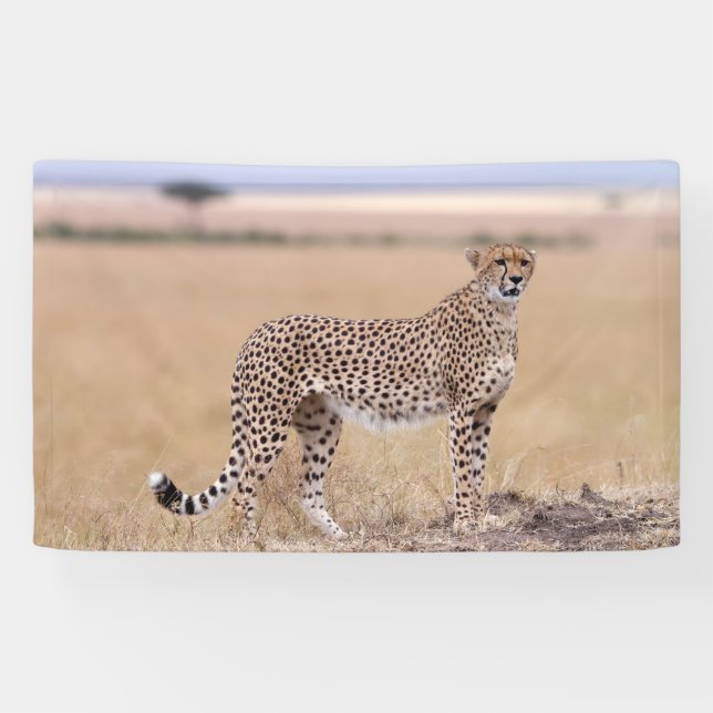 Banderoles Cheetah (Horizontal)
