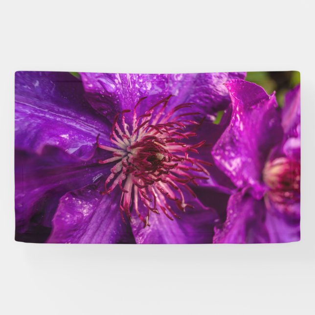 Banderoles Clematis Le Président (Horizontal)