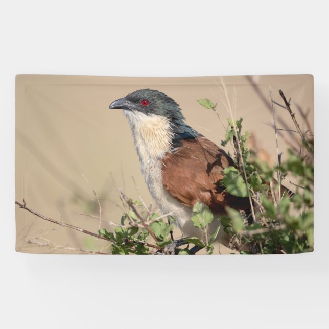 Banderoles Coucal de Burchell (Horizontal)