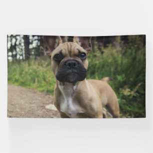 Banderoles Coussin de lancer bouledogue français