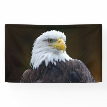 Eagle chauve américain