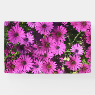 Banderoles Fleurs d'ostéospermum pourpres