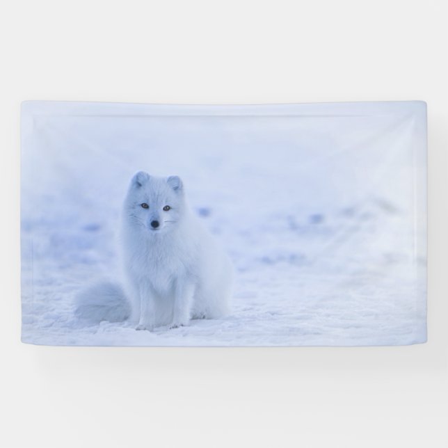 Banderoles Fox arctique de l'Islande (Horizontal)