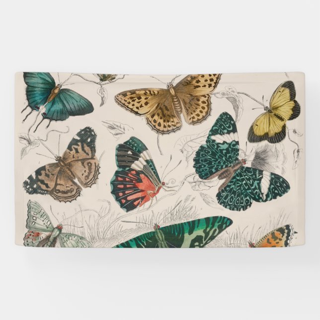 Banderoles Illustration de papillon antique : 1820 Orfèvre (Horizontal)