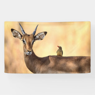 Banderoles Impala et Oiseau d'Oxpecker en Afrique
