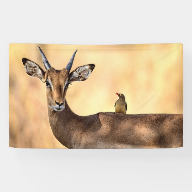 Banderoles Impala et Oiseau d'Oxpecker en Afrique (Horizontal)