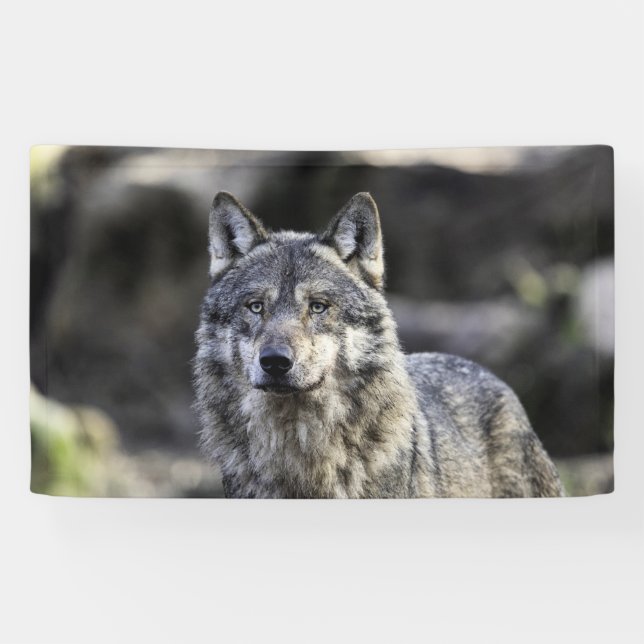 Banderoles Loup gris (Horizontal)