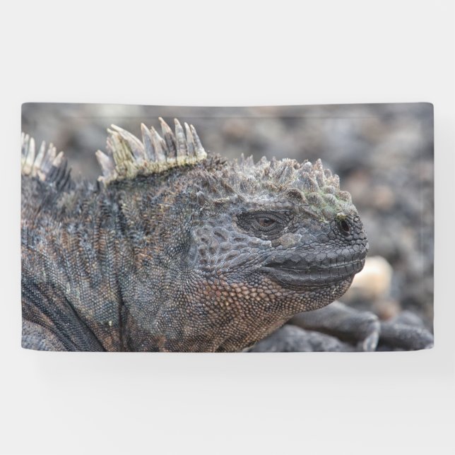 Banderoles Marine Iguana (Horizontal)