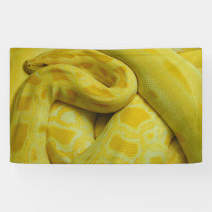 Banderoles Python birman jaune