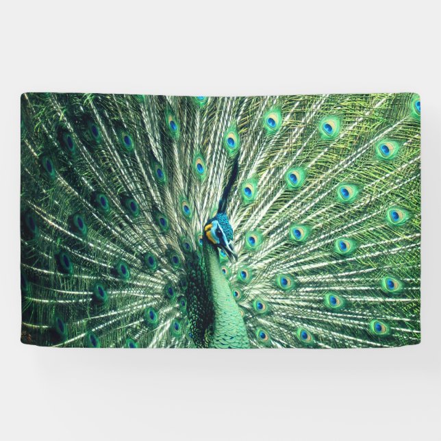 Banderoles Strut Peacock (Horizontal)