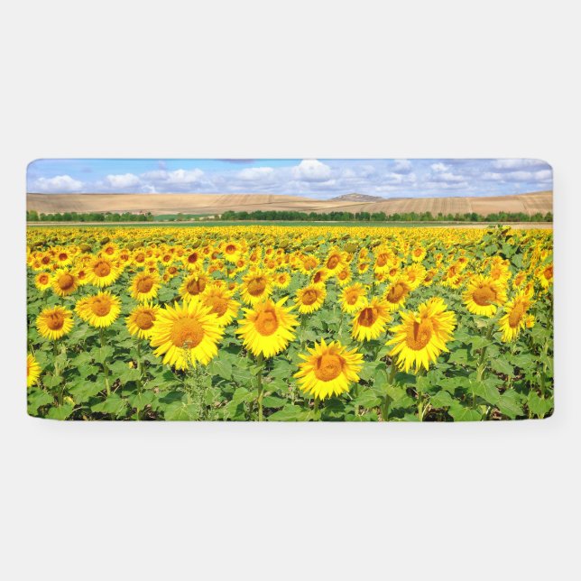 Banderoles Terrain de tournesol (Horizontal)